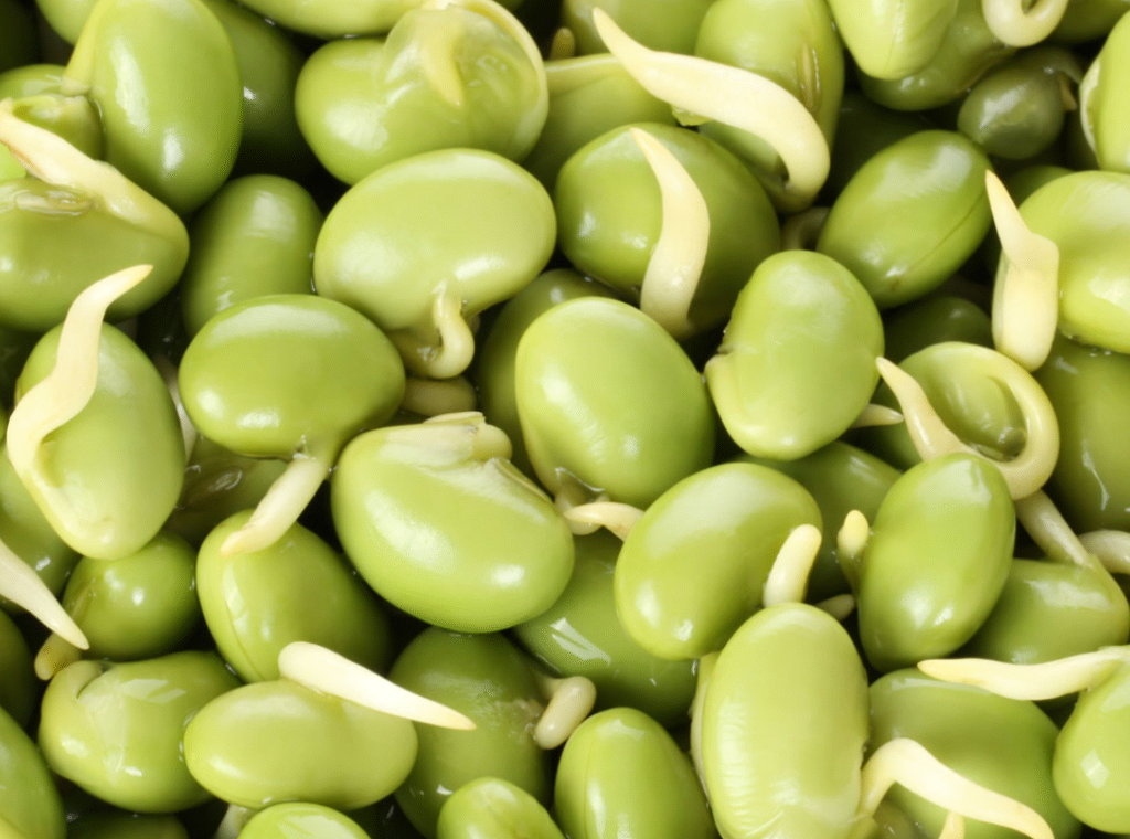 பட்டர் பீன்ஸ்(butter beans) - Image 2