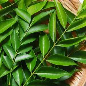 கருவேப்பிலை(karuveppilai)