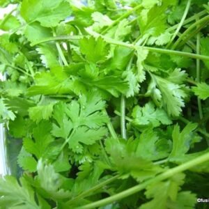 கொத்த மல்லி(Kotha Malli)