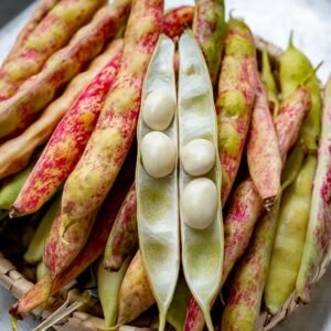 பட்டர் பீன்ஸ்(butter beans)