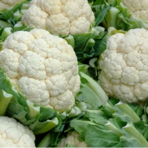 காலிஃப்ளவர் (Cauliflower)