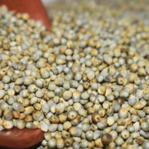 கம்பு/kampu/