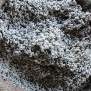 பருத்தி விதை(Paruthi vithai)