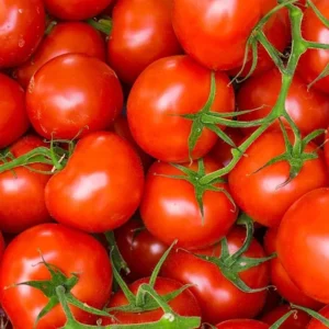 தக்காளி/Thakkali/(tomato)