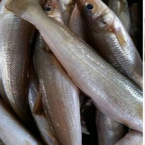 கிளாங்கன் மீன் (Kilangan Fish)
