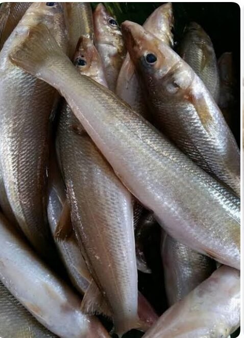 கிளாங்கன் மீன் (Kilangan Fish)