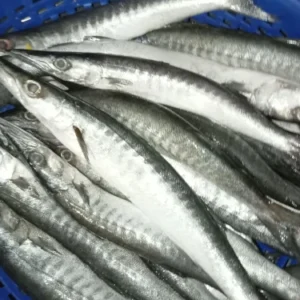 மாவுலா மீன்(MAVULA)