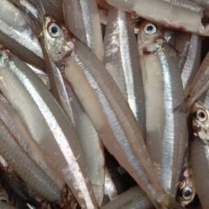 நெத்திலி மீன் (NETTHILI)