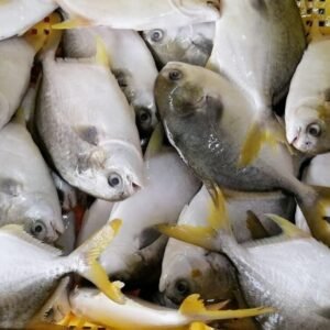 பாப்ப்லெட் மீன் (Pomfret Fish)