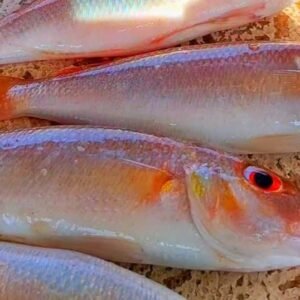 சென் நகரை மீன் (Sen Nagara fish)